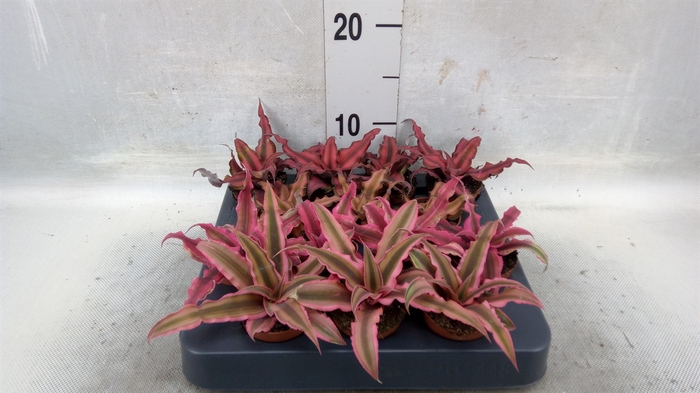 Cryptanthus   ...mix