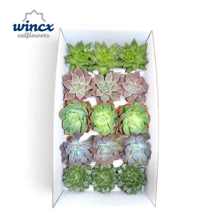 <h4>Echeveria Autumn Mix (wincx) Cutfl (5 Spcs)</h4>