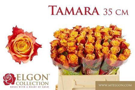 <h4>R Gr Tamara</h4>