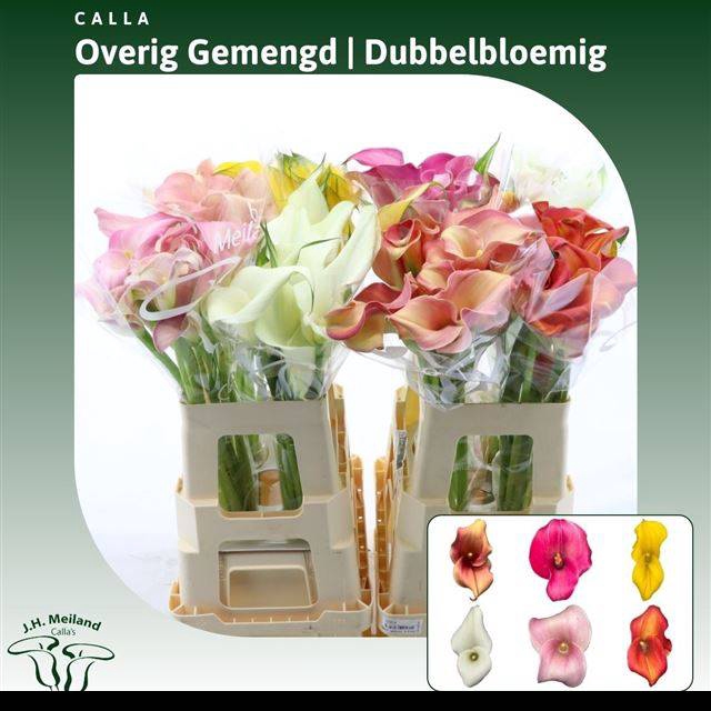 <h4>Zantedeschia mix</h4>