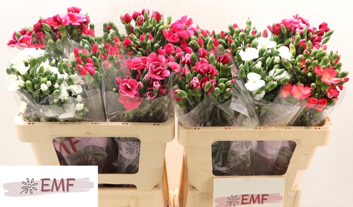 <h4>DI SOLOMIO GEM IN FUST</h4>