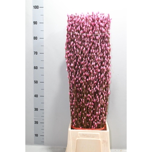 SALIX  SN FLA KLB H%