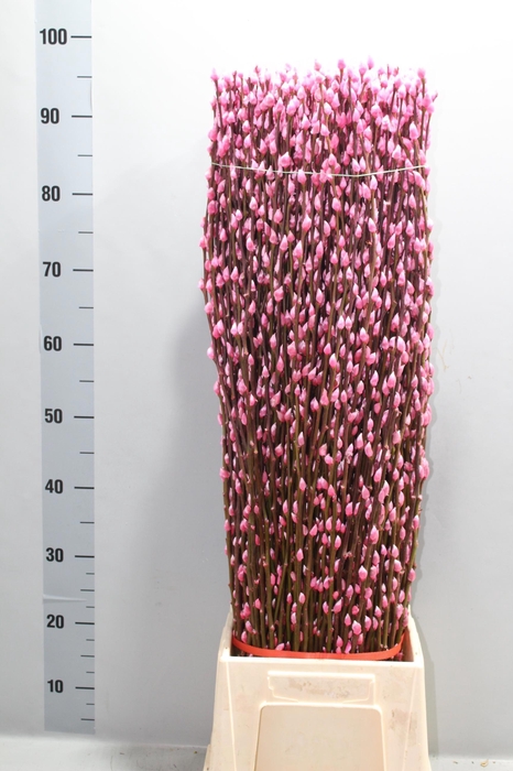 <h4>SALIX  SN FLA KLB H%</h4>