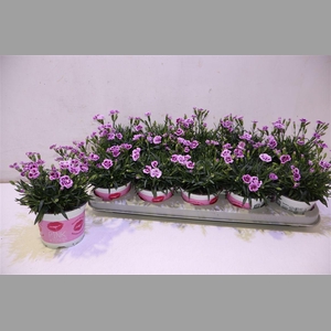 Dianthus Pink Kisses
