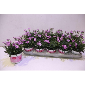 Dianthus Pink Kisses