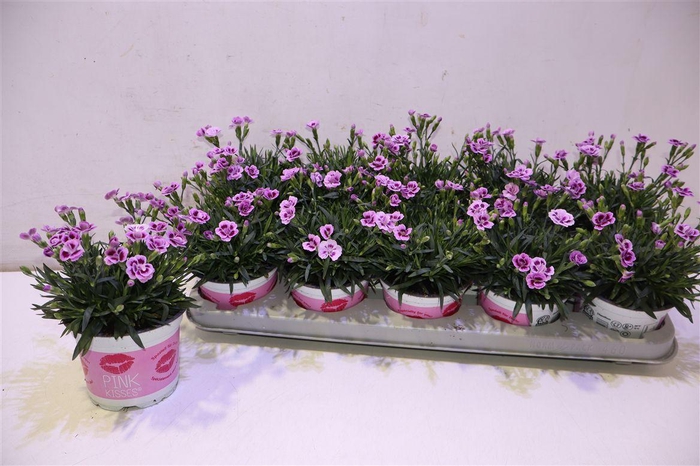 <h4>Dianthus Pink Kisses</h4>