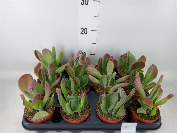 <h4>Kalanchoe NF   ...</h4>