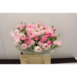 RANUNCULUS  'ELEGANCE PINK' RANONKE
