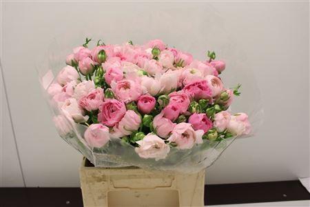 <h4>RANUNCULUS  'ELEGANCE PINK' RANONKE</h4>