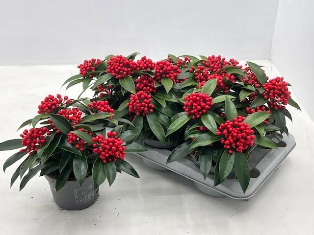 <h4>SKIM J REEVESIANA</h4>