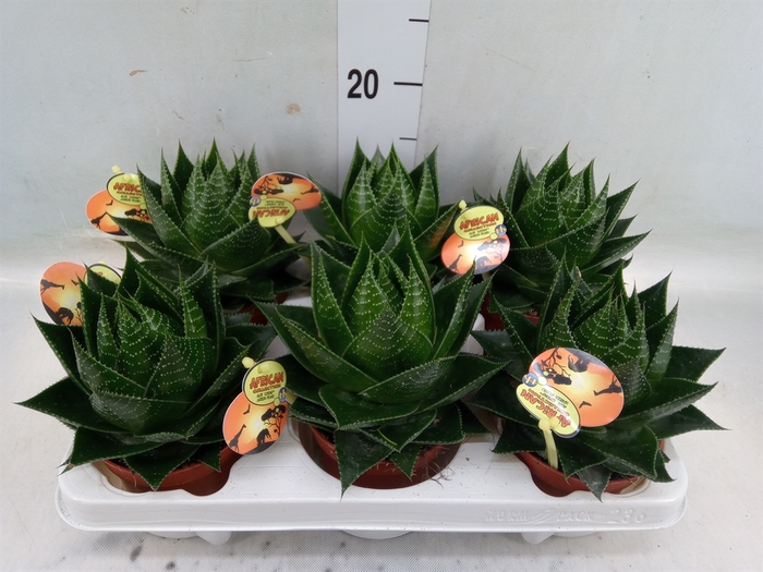 <h4>Aloe aristata 'Cosmo'</h4>