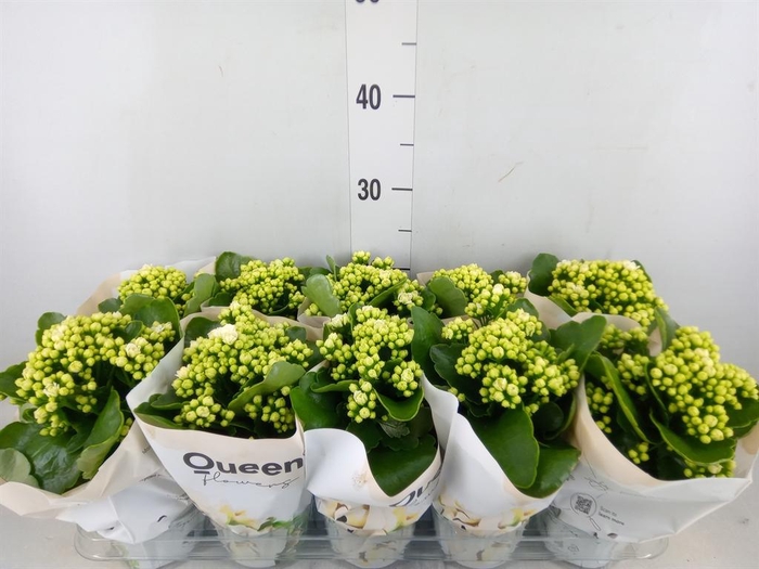 <h4>Kalanchoe  'RoseFlow Greta'</h4>