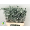 Senecio Maritima