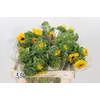 Helianthus Orange Fire