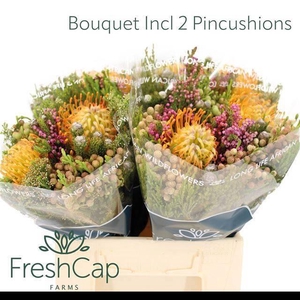 KAAPS GROE GEM IN BS