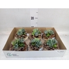 Arr.  Succulents L%