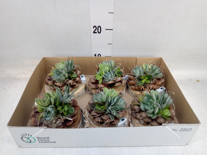 Arr.  Succulents L%