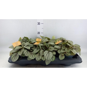 Peperomia