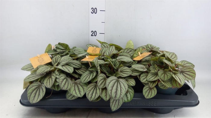<h4>Peperomia</h4>