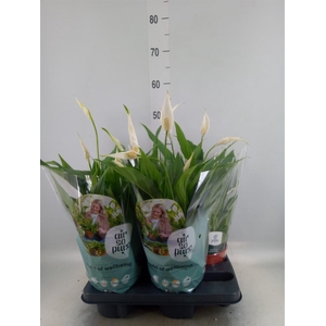Spathiphyllum  'Pearl Cupido'