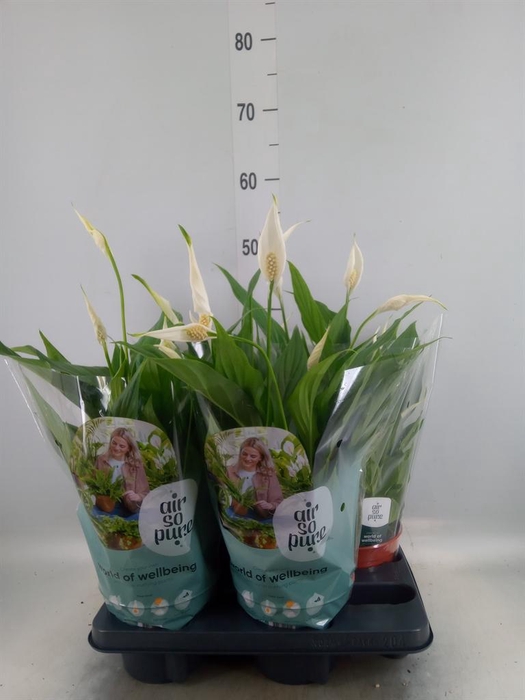 <h4>Spathiphyllum 'Pearl Cupido'</h4>