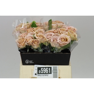 Rosa Gr Vip Bailey!