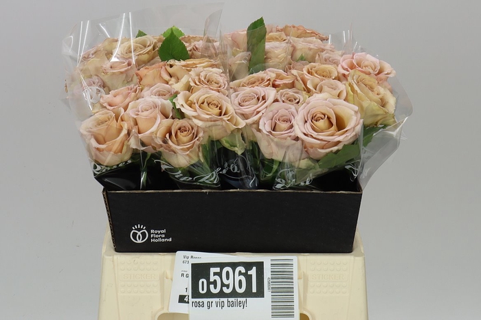 <h4>Rosa Gr Vip Bailey!</h4>