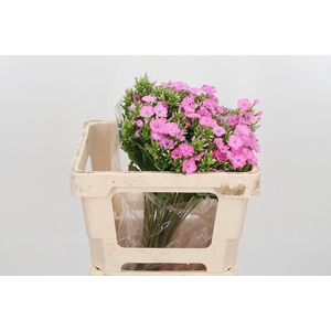 Phlox P Senora