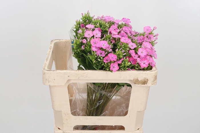<h4>Phlox P Senora</h4>