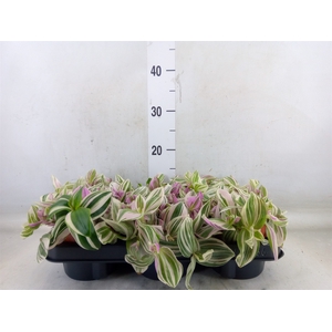 Tradescantia   ...