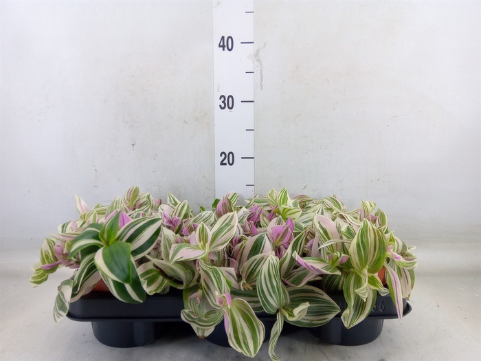 <h4>Tradescantia   ...</h4>