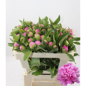 PAEO L MR JULES ELIE