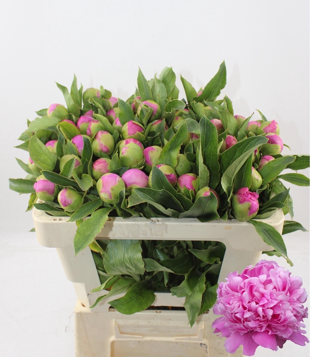 <h4>PAEO L MR JULES ELIE</h4>