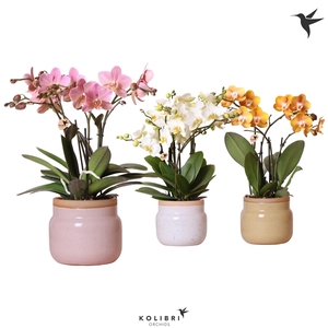 Kolibri Orchids Phalaenopsis Jewel mix in Vintage bowl mix