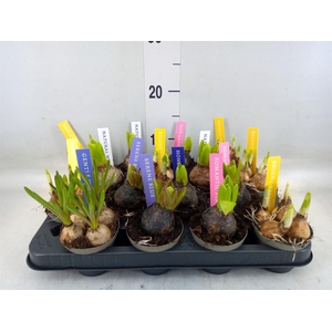 Bolbloemen   ...mix