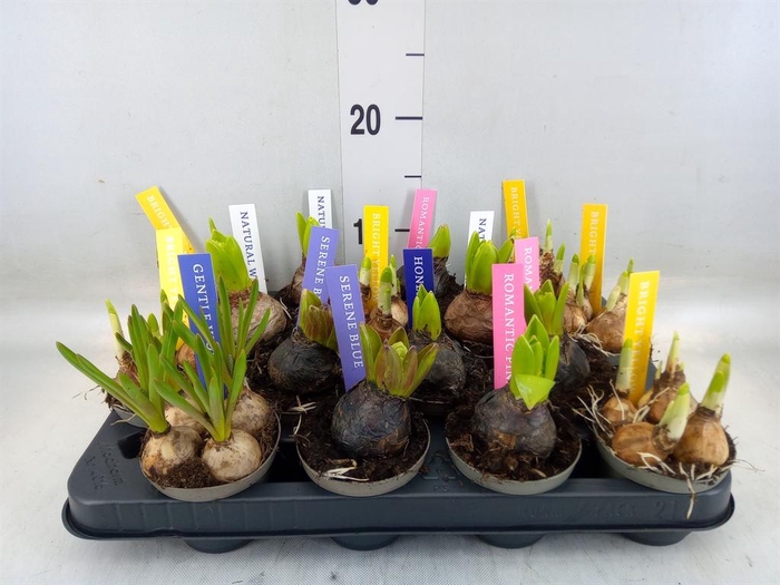 <h4>Bolbloemen   ...mix</h4>