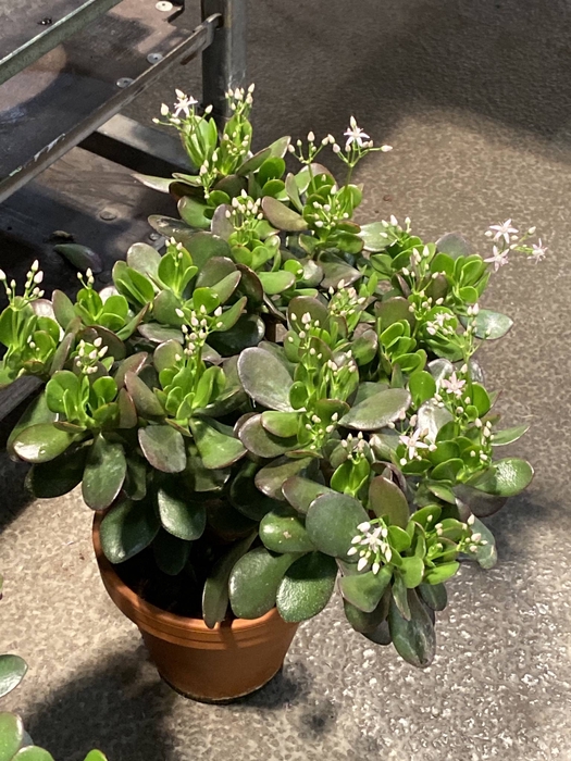 Crassula ovata