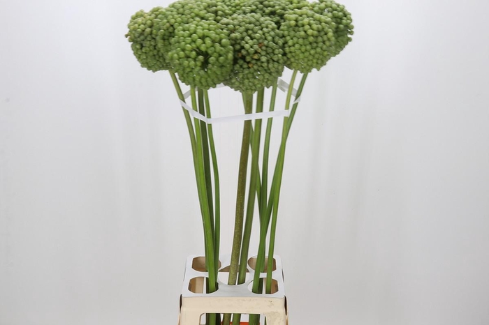 <h4>Allium Green Craze</h4>