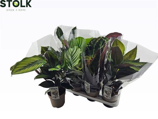 <h4>CALAT GEM 4 SRT</h4>