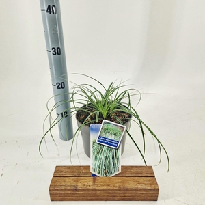 Carex oshimensis