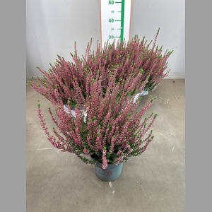 CALLU BL SANNE
