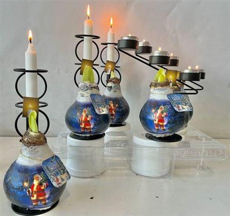 <h4>Bloembol Hippeastrum</h4>