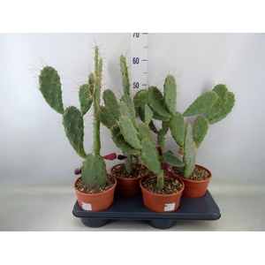 Opuntia