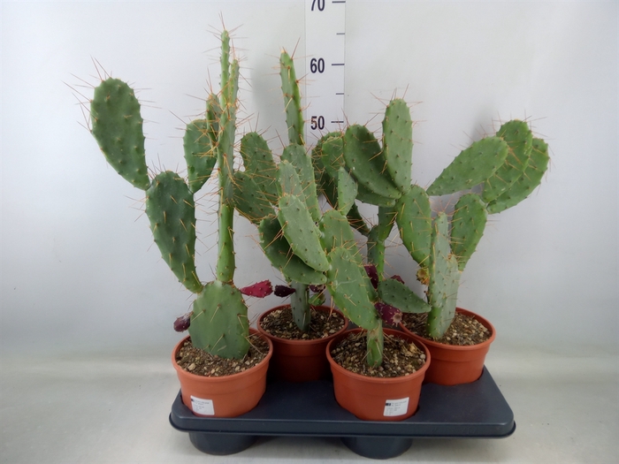 <h4>Opuntia</h4>