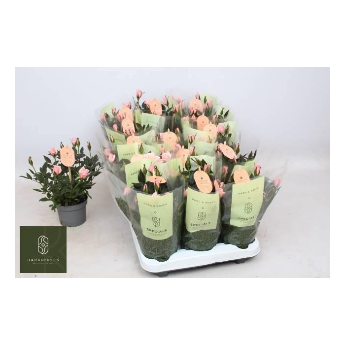 <h4>RO ROSAROMA PINK</h4>