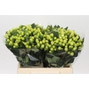 Hypericum Smiley Romance