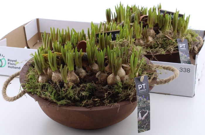 <h4>ARR MUSCARI</h4>