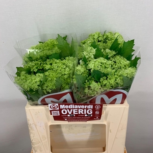 Viburnum L.30 1-2 flowers