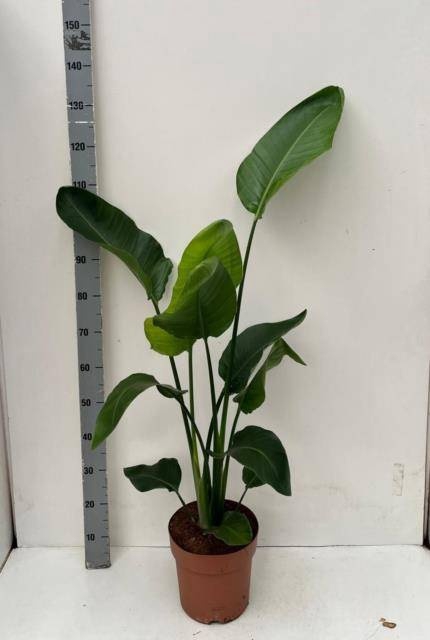 <h4>STRELITZIA NICOLAI</h4>