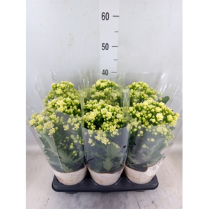 Kalanchoe  'Sunny White'